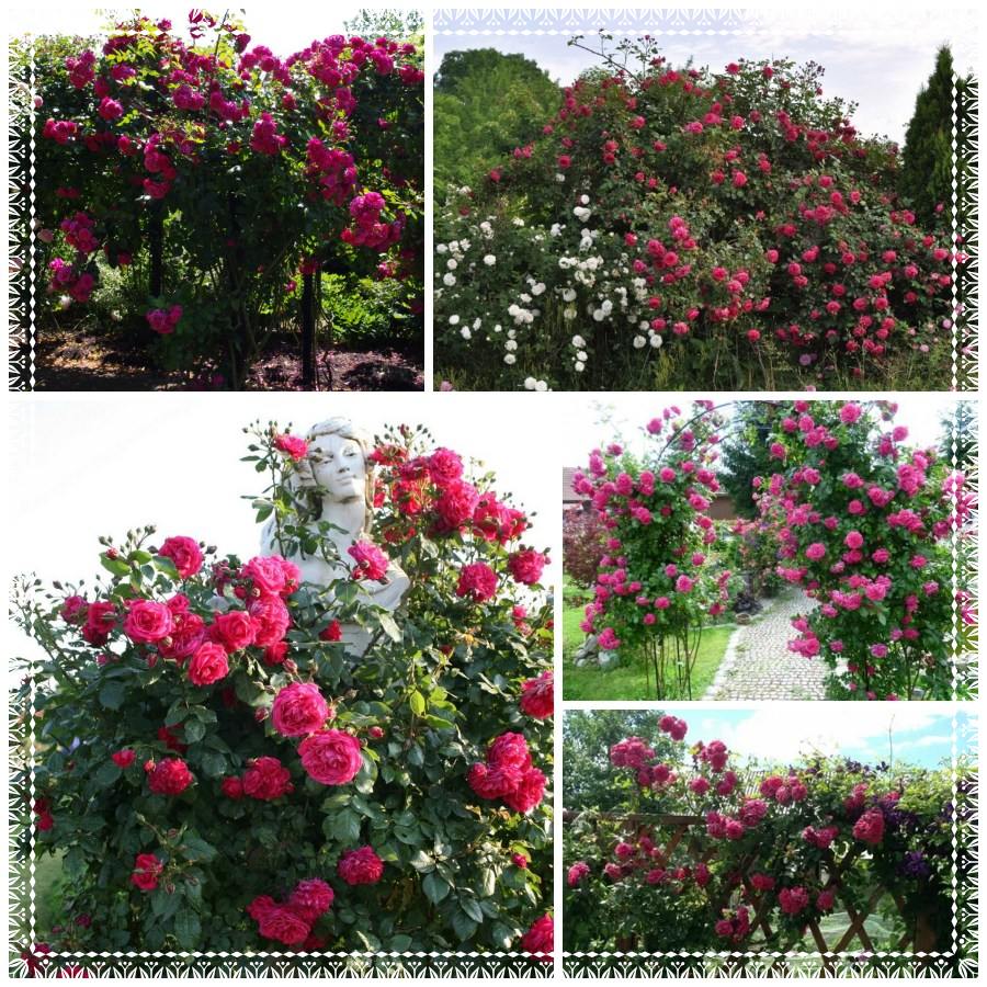 Laguna róże pnące